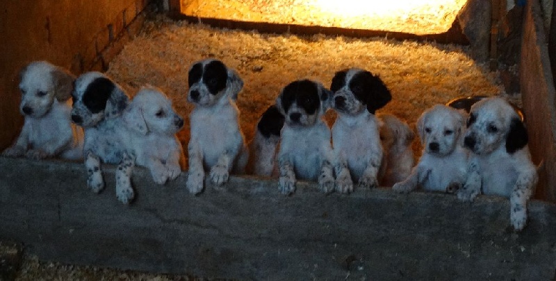 Chiot de Huzac et Fica