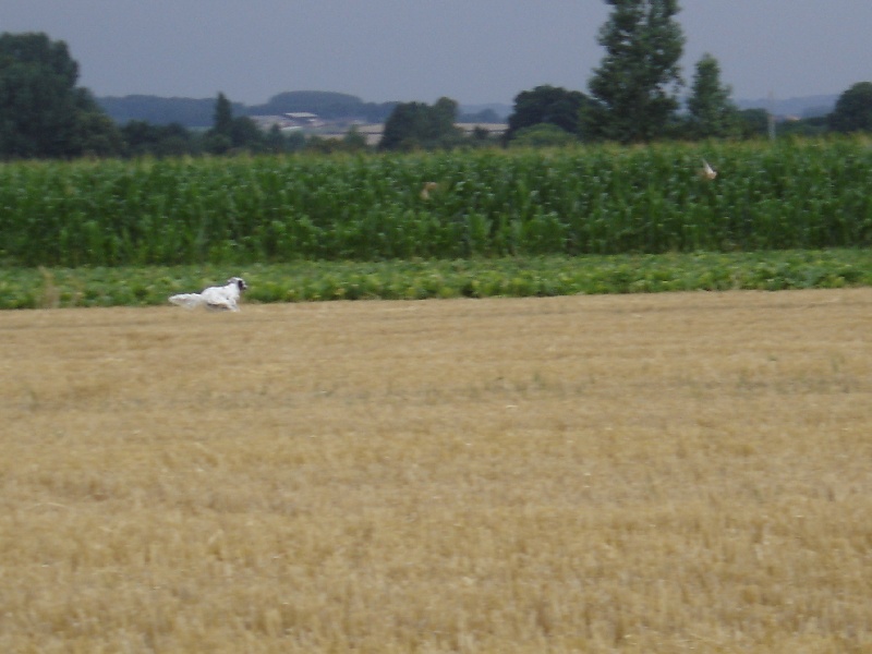 Elyss de Castel Lern